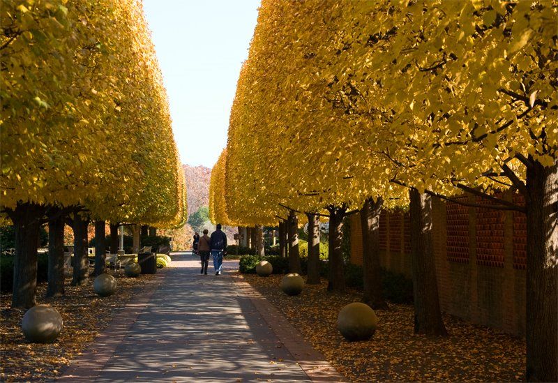 November Splendor Garden Border Plants