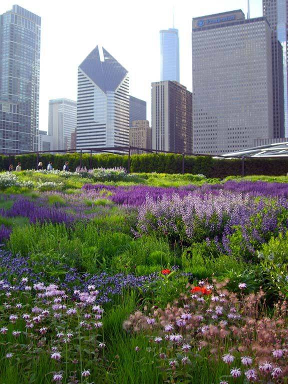 Chicago Gardens Pinterest Gardens