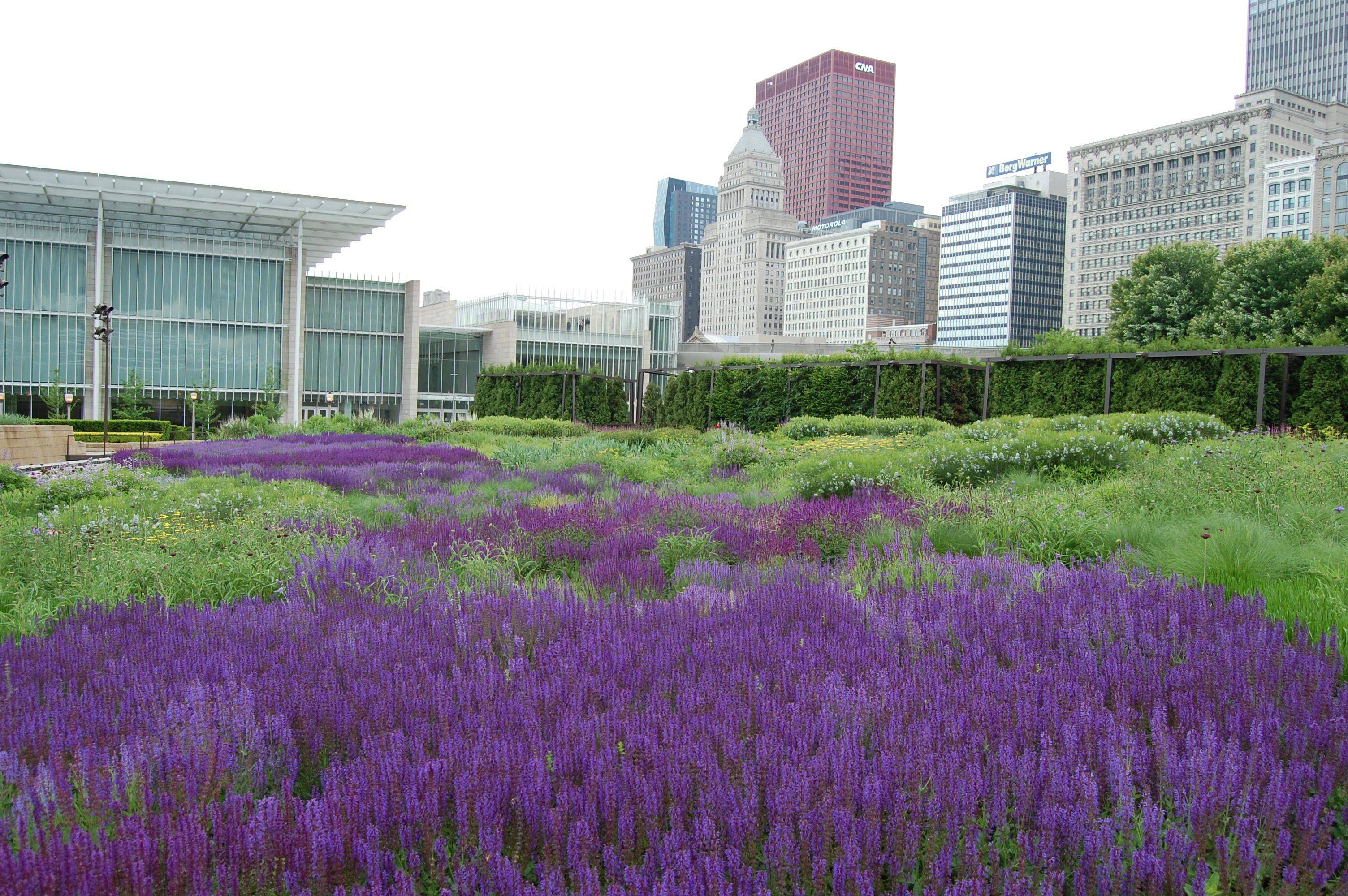 Chicago Shawna Coronado