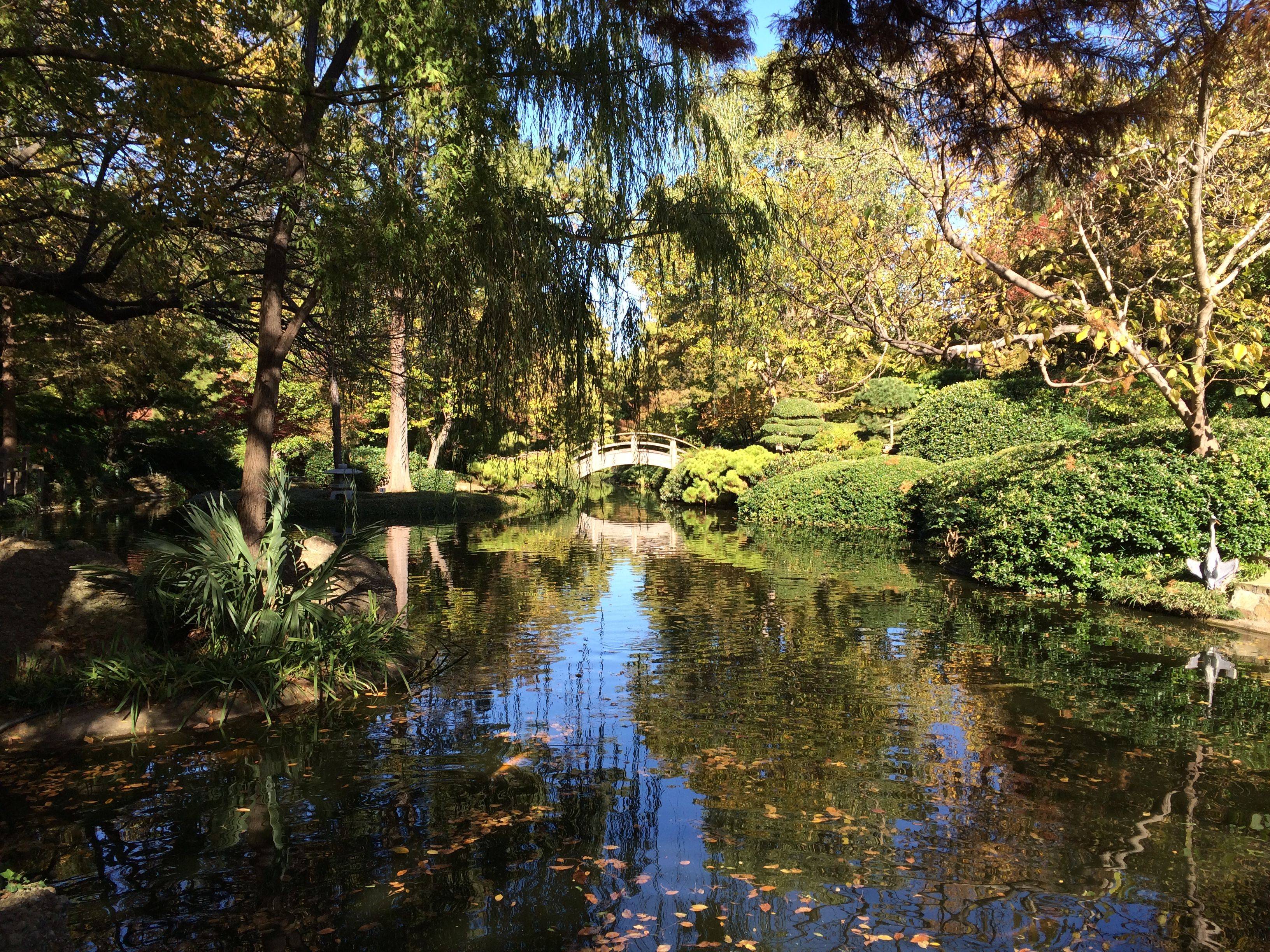 Fort Worth Japanese Garden Festival Fall Foliage