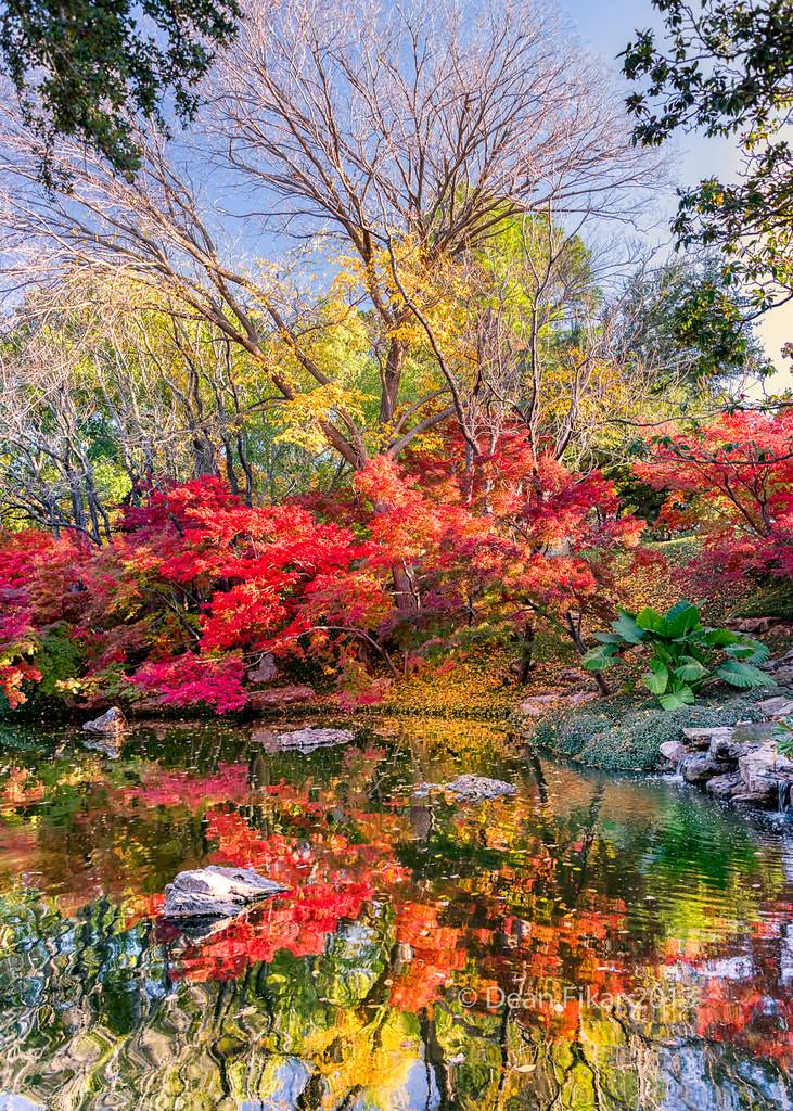 Japanese Fall Festival Returns