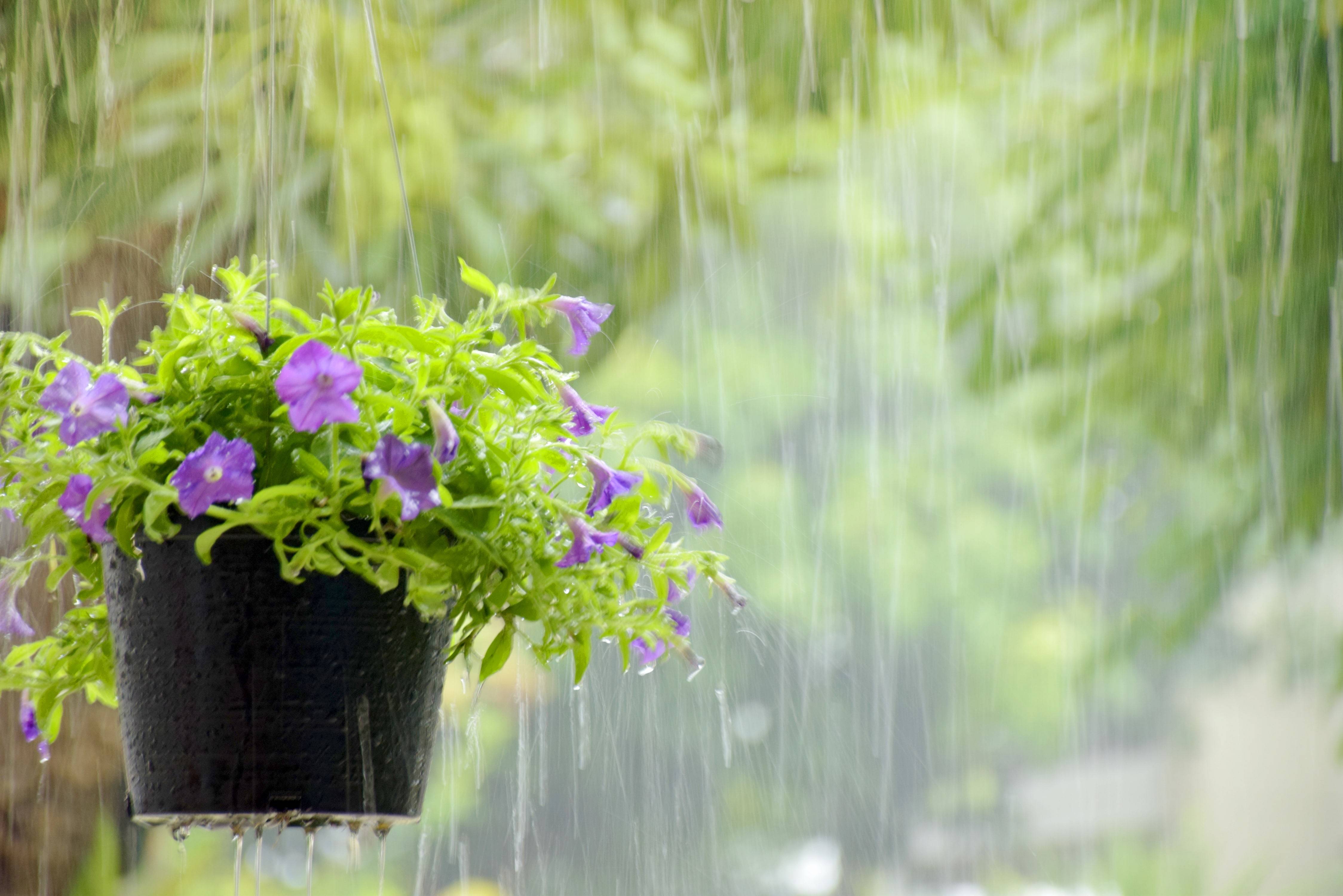 Five Rainy Day Gardening Ideas