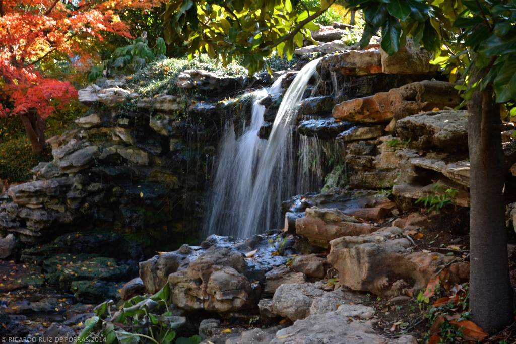 Japanese Garden Fort Worth