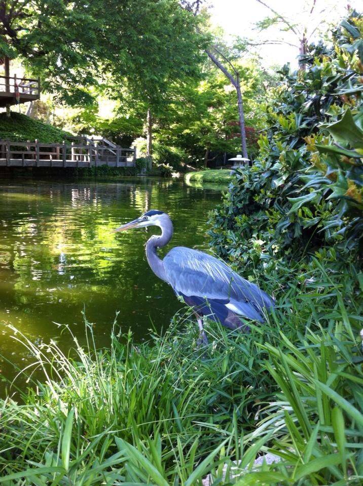 Japanese Garden Ft