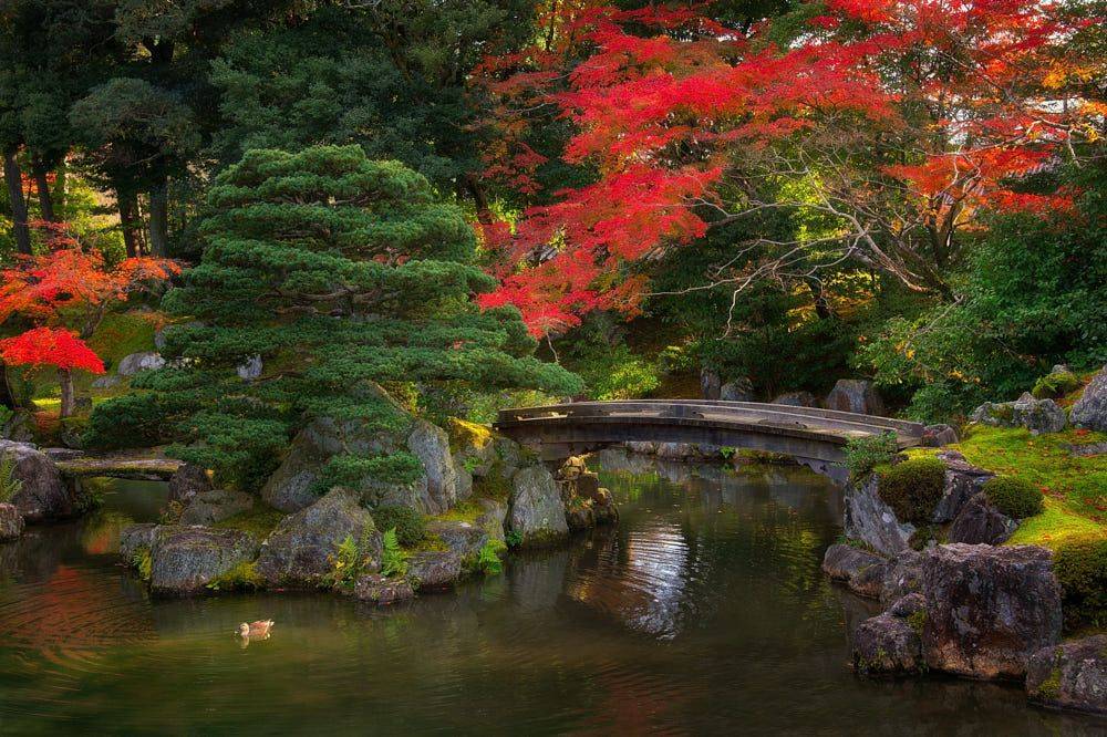 Japanamerica Society Of Dallasfort Worth Japanese Spring Festival At