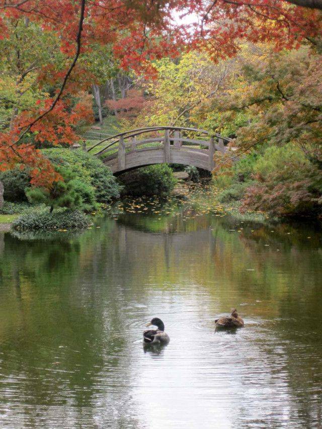 Japanese Gardens Fort Worth