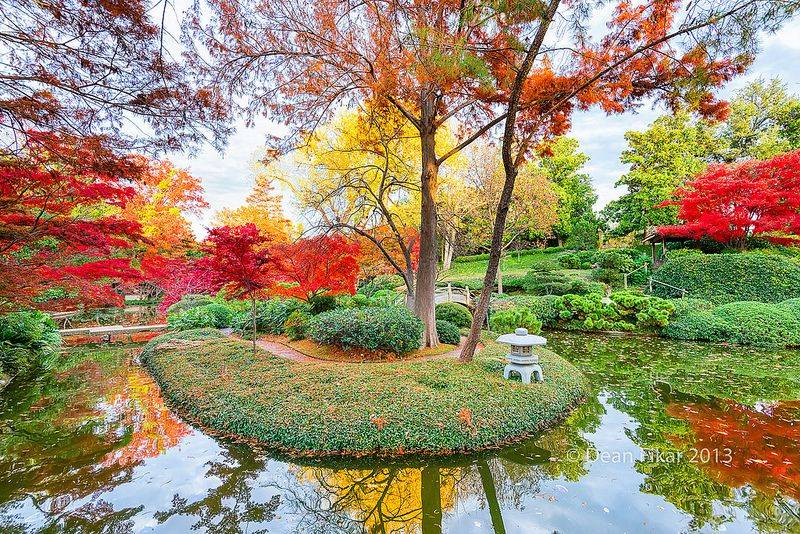 The Japanese Garden Japanese Maple Tree
