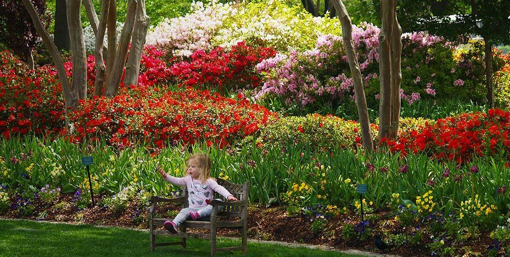 The Garden