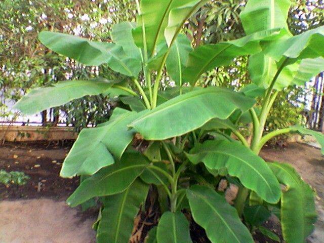 Japanese Garden Gazebo
