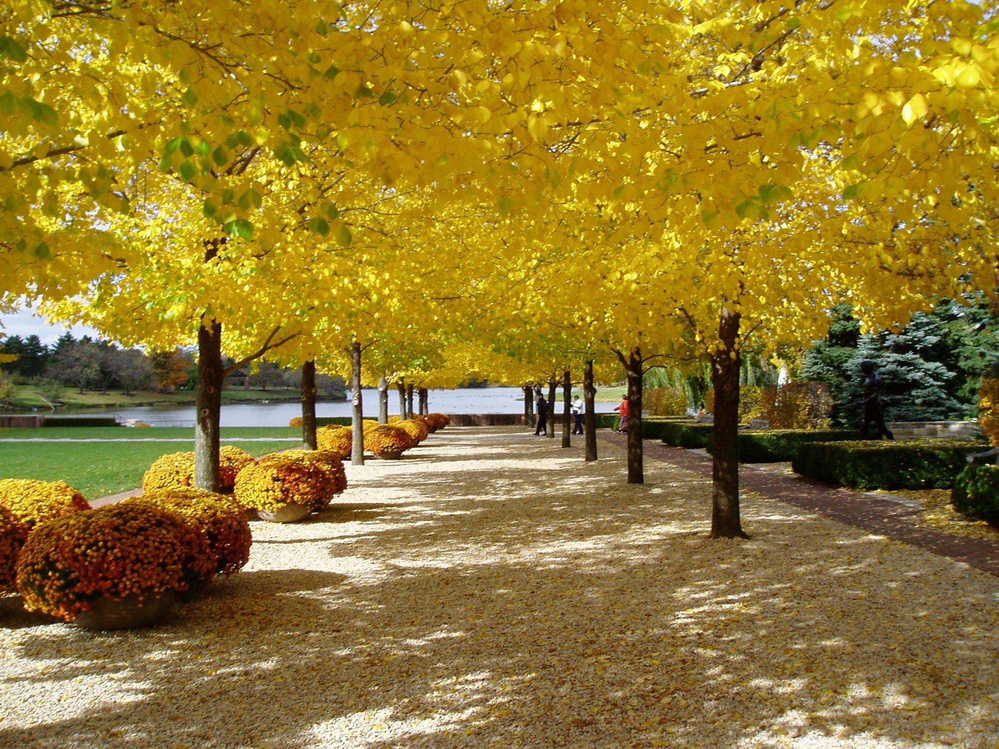Chicago Botanic Gardens Great Basin Fall Bridge Fall Color Trees