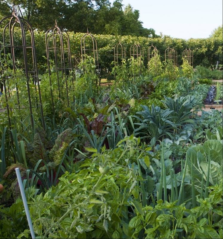 Botanic Garden Path Scribbles