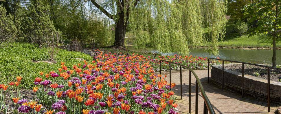 This Lovely Botanical Garden