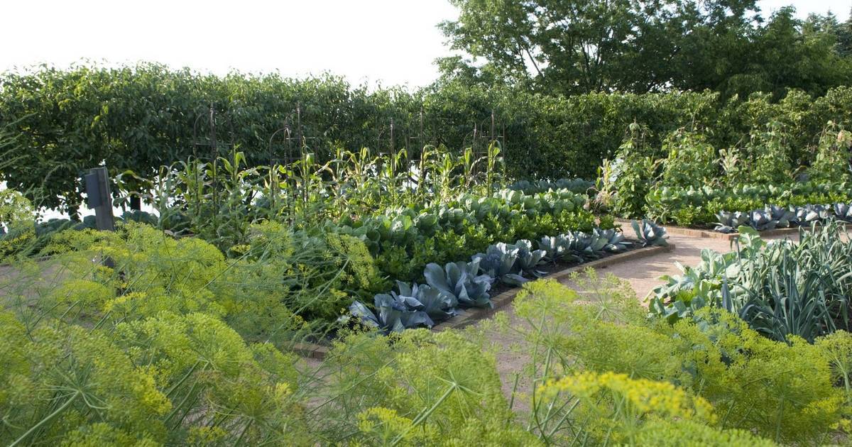 This Lovely Botanical Garden