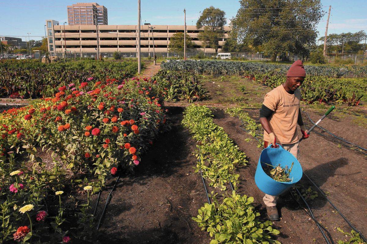 The Chicago Botanic Garden