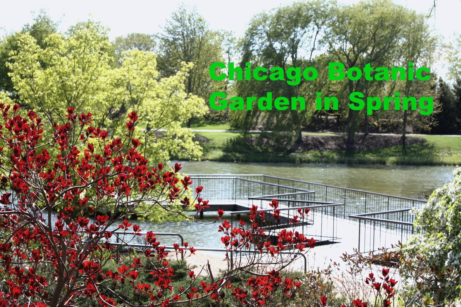 Chicago Botanic Garden Tulips Tulip Festival