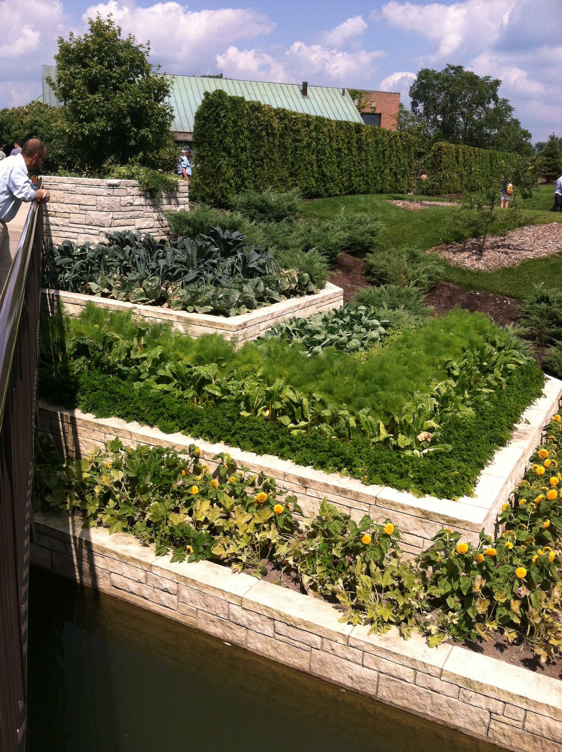 Photo Chicago City Usa Botanic Garden Nature Gardens Chrysanthemums