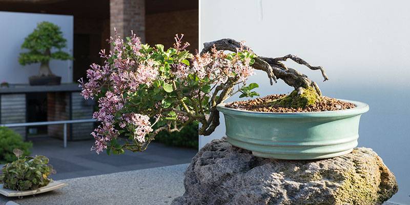 Beautiful Bonsai Chicago Botanic Garden Botanical Gardens
