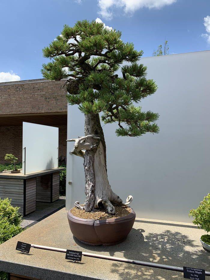 Bonsai Collection Chicago Botanic Garden