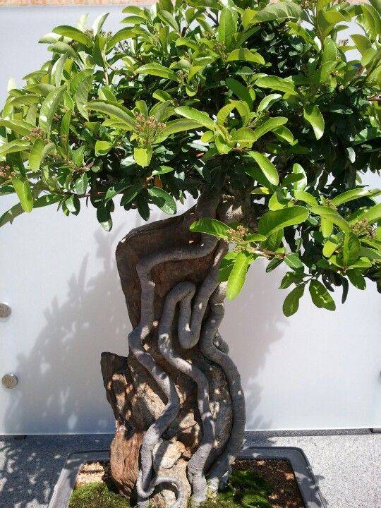 Bonsai Collection Chicago Botanic Garden