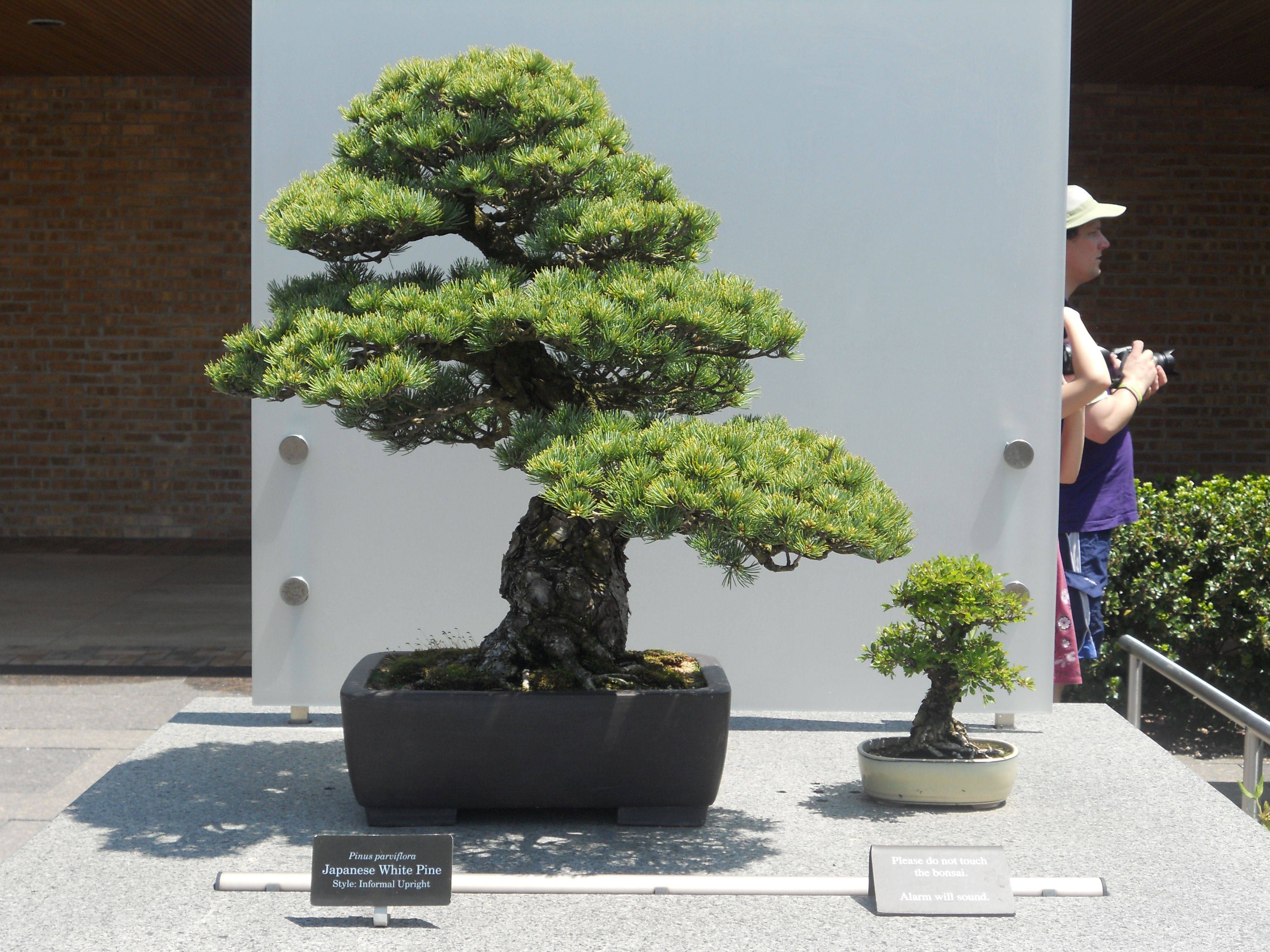 Bonsai Collection Chicago Botanic Garden