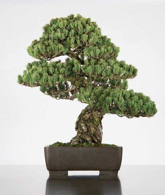 Bonsai Collection Chicago Botanic Garden