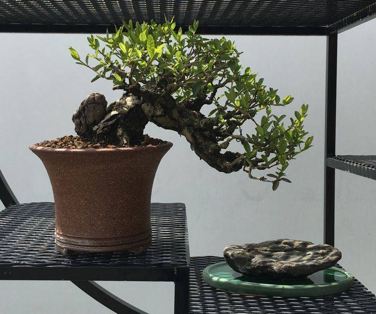 Bonsai Collection Chicago Botanic Garden