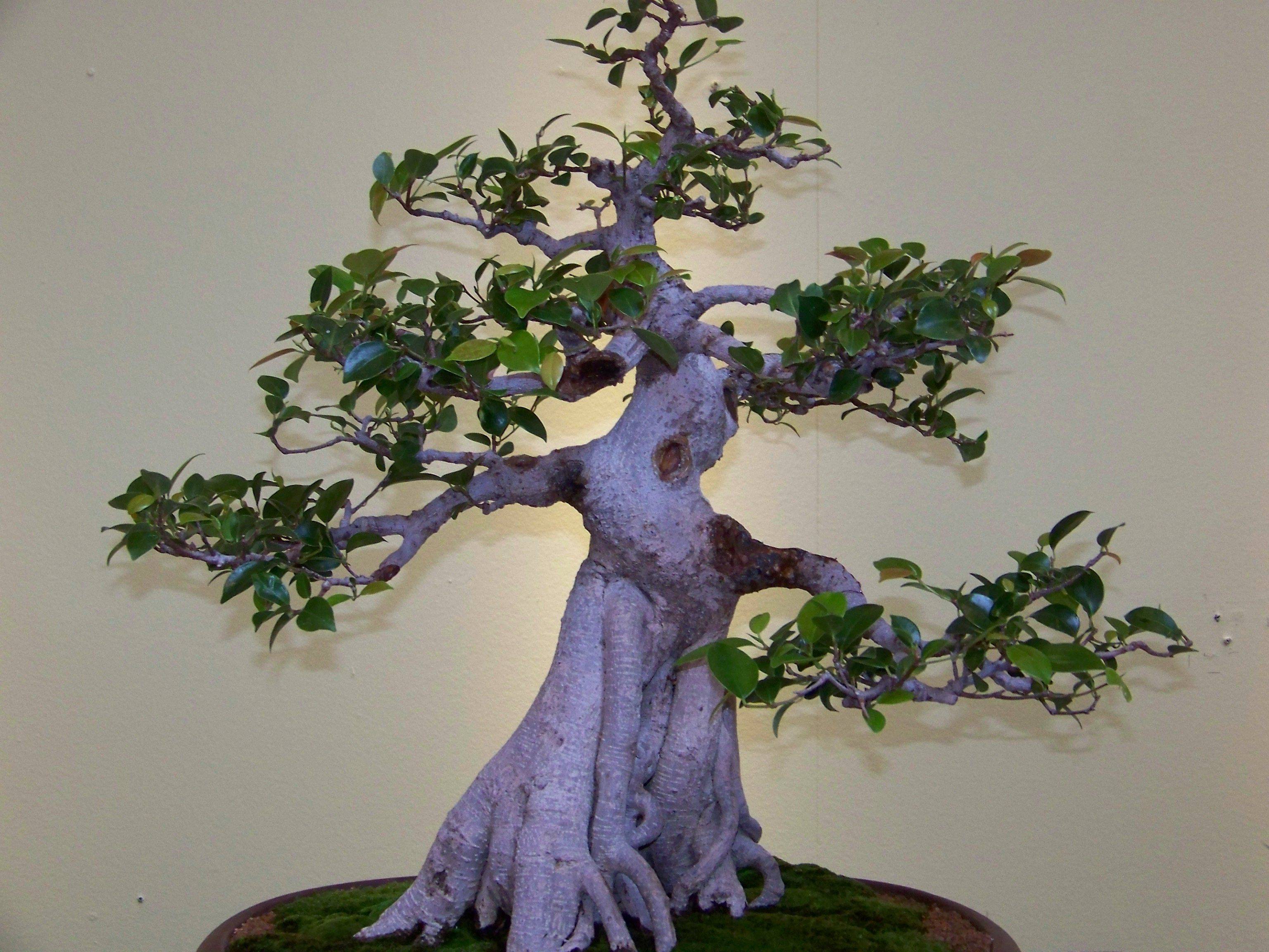 Chicago Botanic Garden