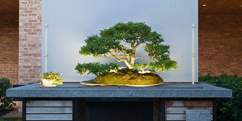 Hundreds Of Years Old Chicago