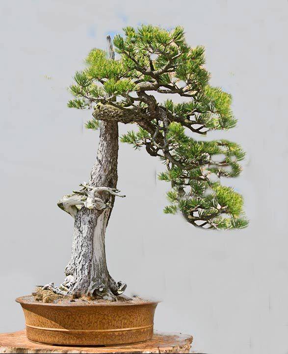 Chicago Botanic Garden