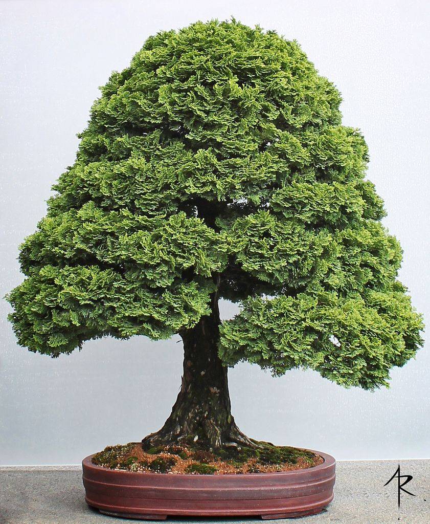 Limber Pine Chicago Botanic Garden