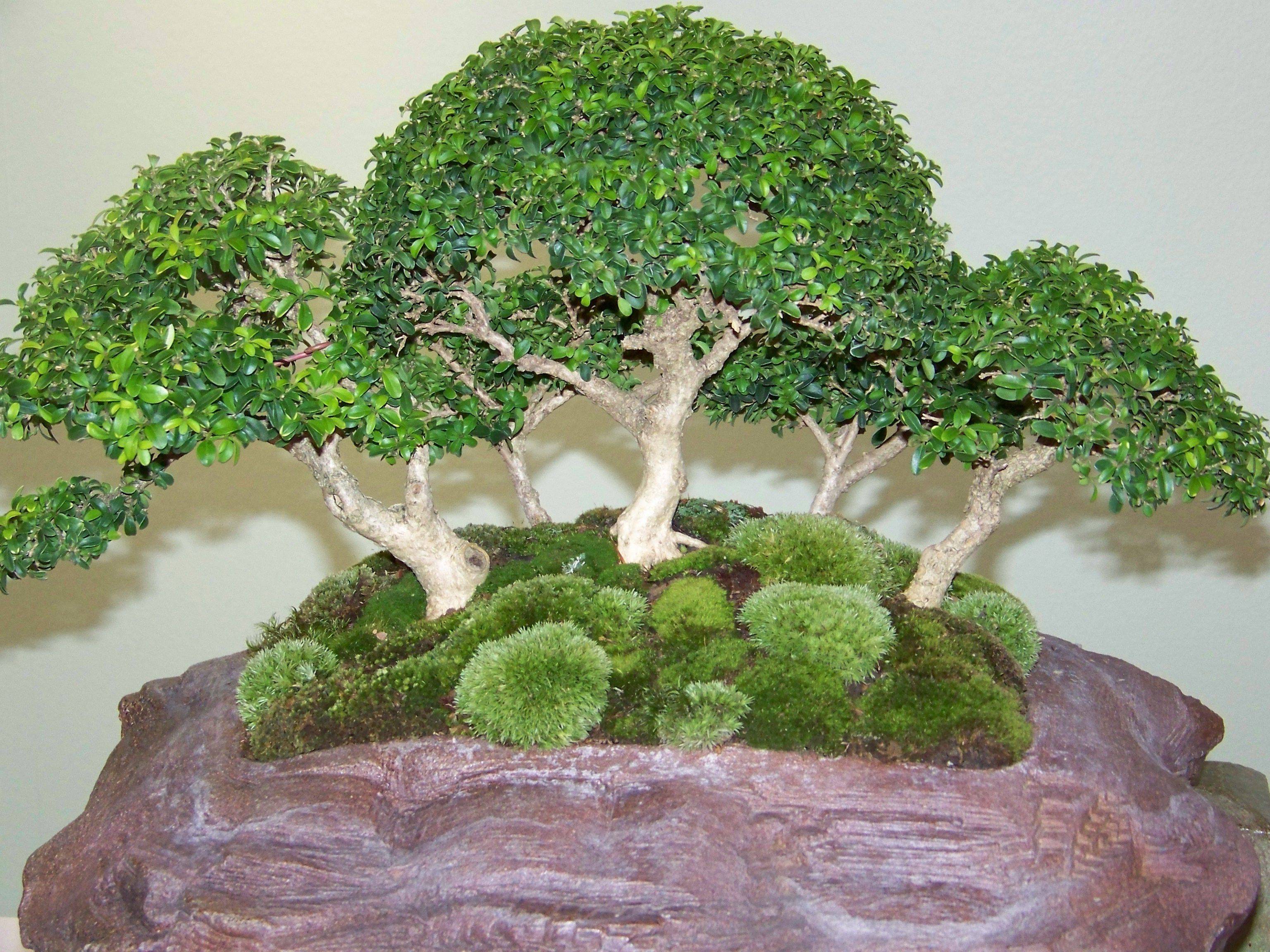 Chicago Botanic Gardens