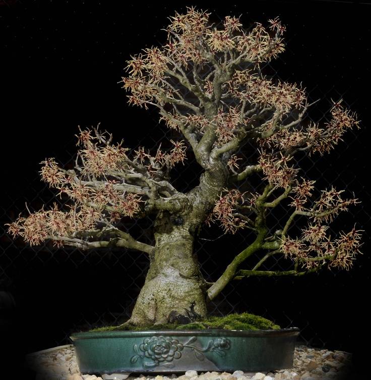 Chicago Botanical Gardens