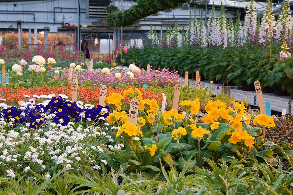 The Dwarf Conifer Garden
