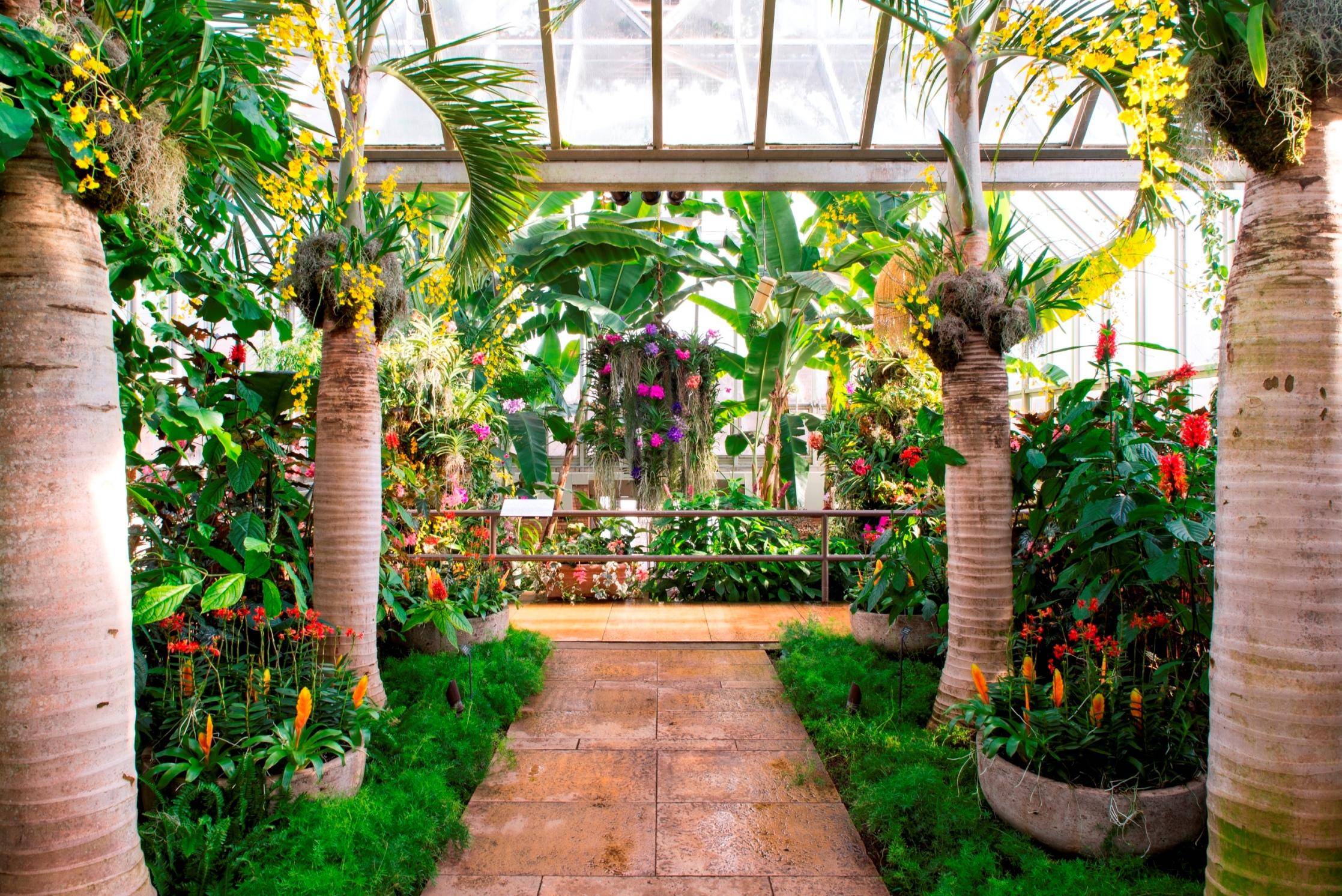 The Chicago Botanic Garden Orchid Show