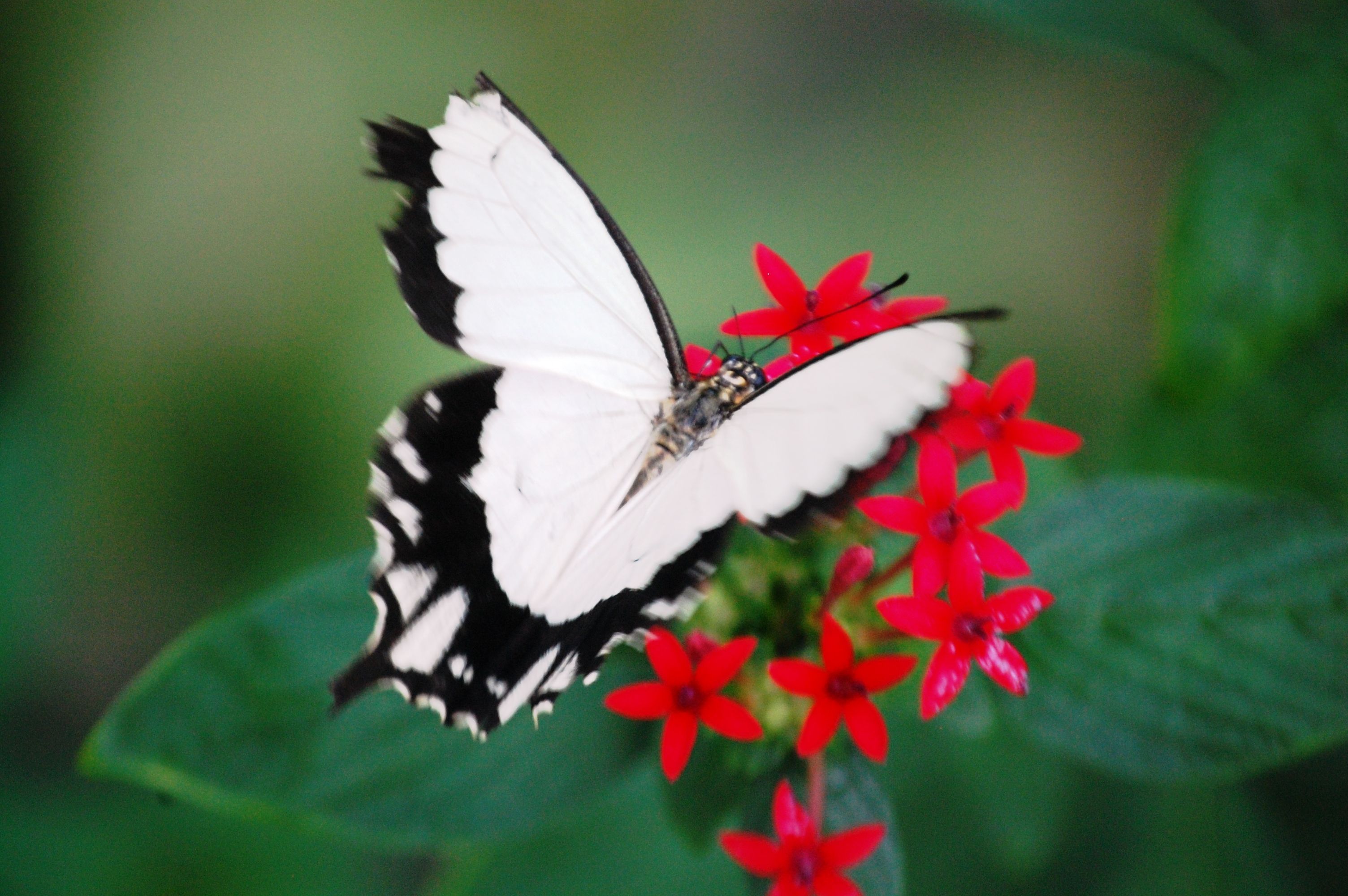 The Butterfly House