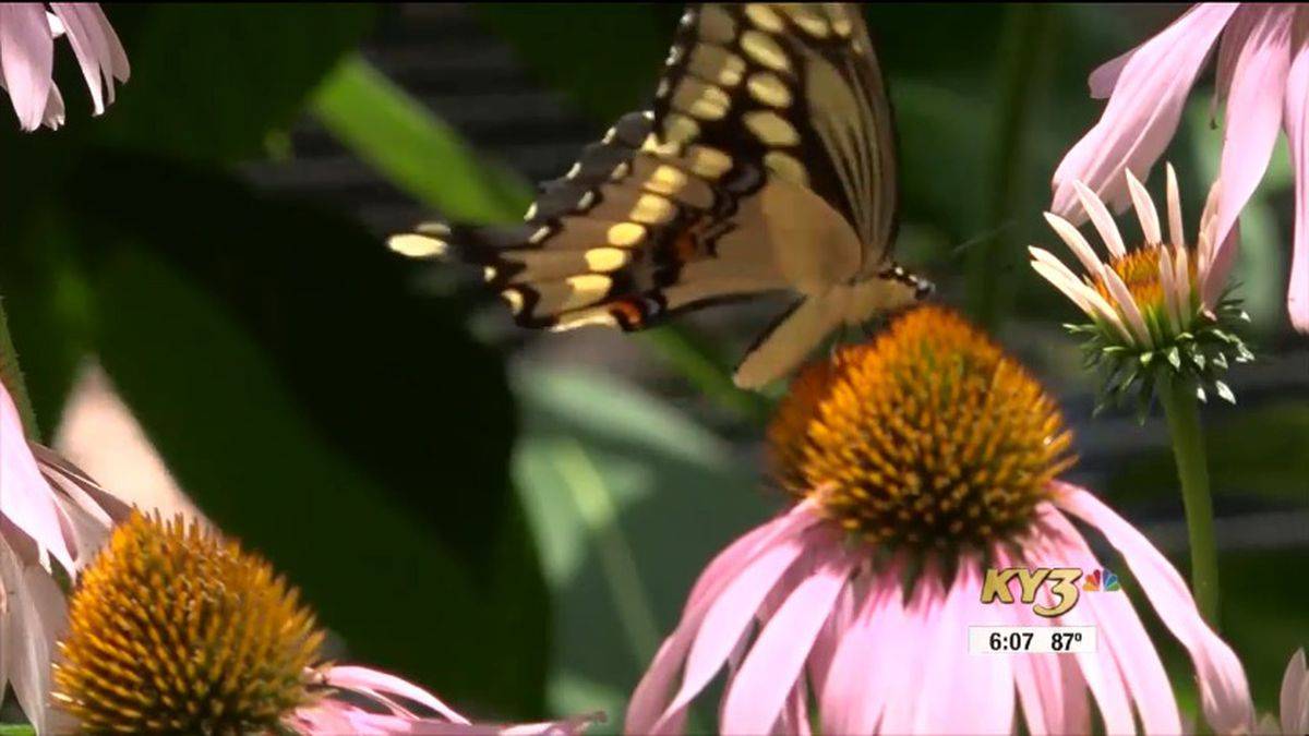 18 Butterfly House Botanical Garden of the Ozarks Ideas For This Year