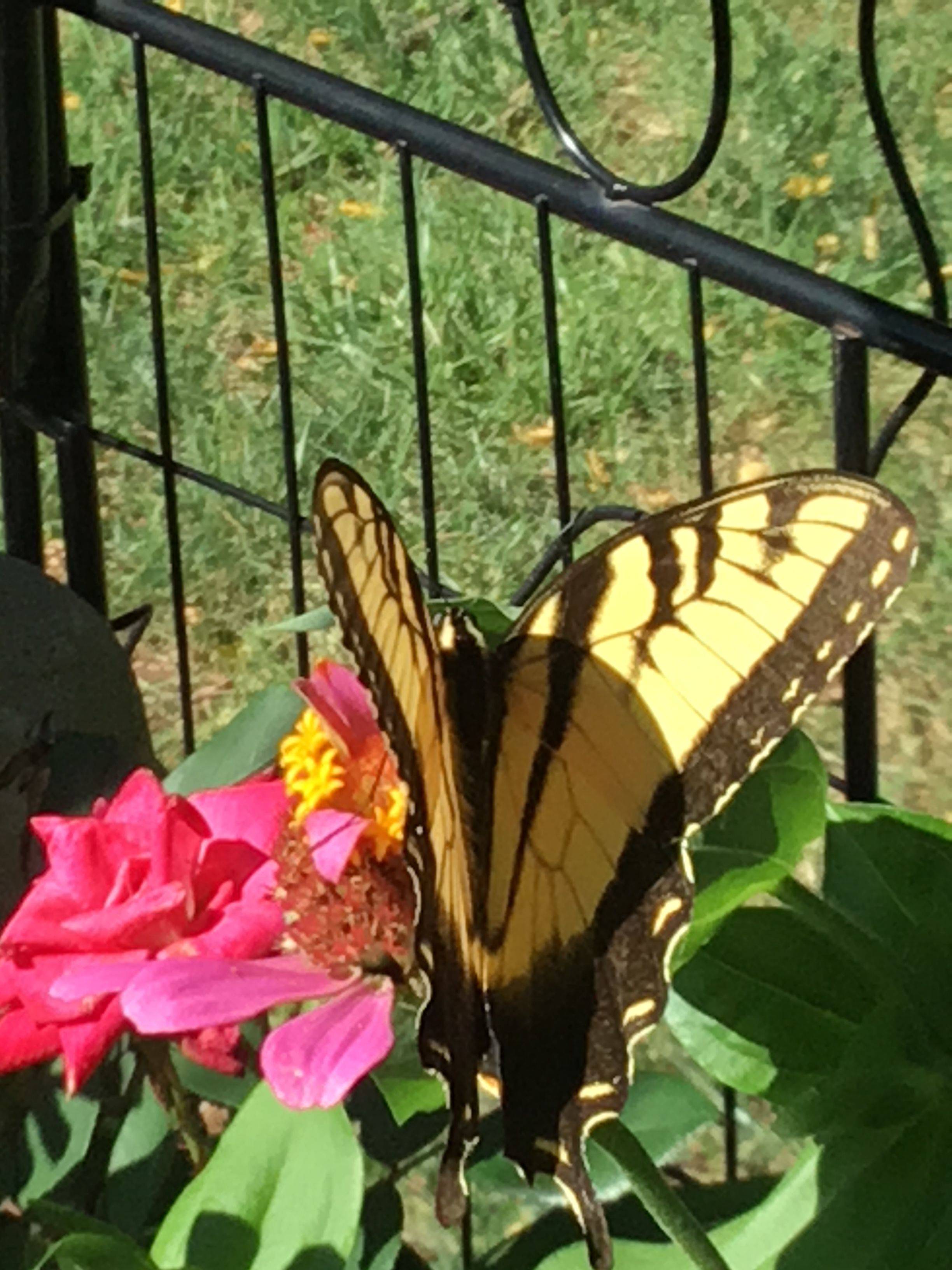 18 Butterfly House Botanical Garden of the Ozarks Ideas For This Year