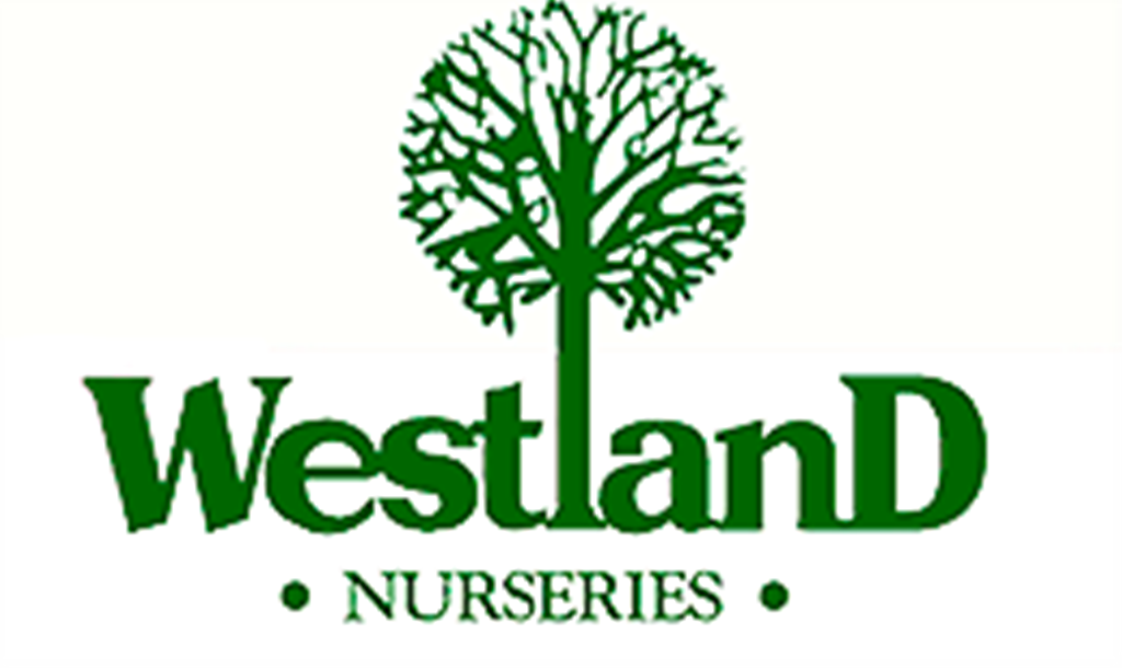 Jasmine Tea Benefits