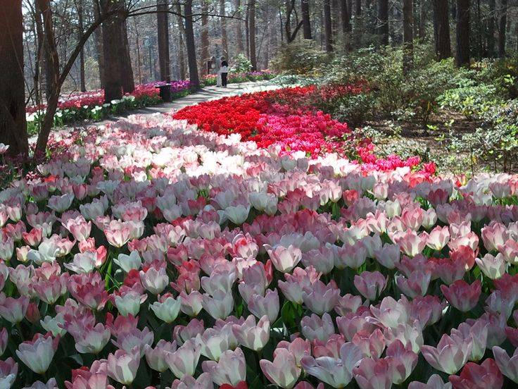 Mothers Day Ideas