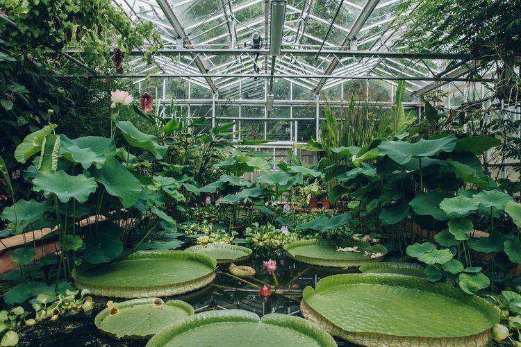 Bristol Botanic Garden Glasshouses Botanical Gardens