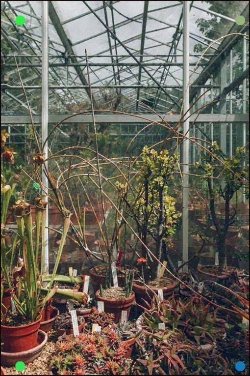 Haarkon Adventures Botanical