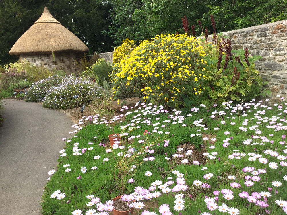 Bristol University Botanic Gardens Lily Doughball