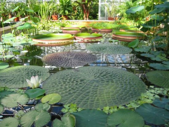 Travel Notes Bristol Botanic Gardens