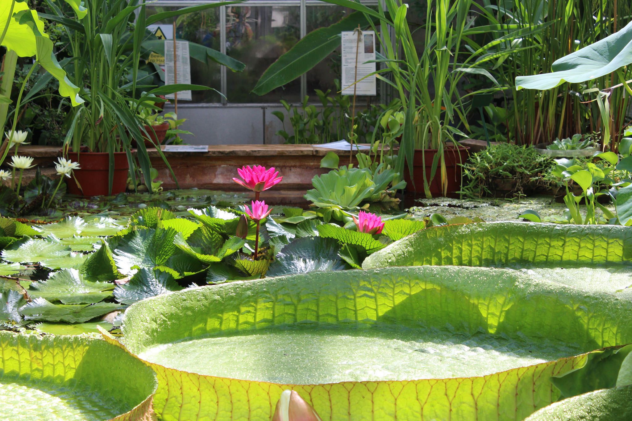 University Of Bristol Botanic Garden Botanical Gardens Gardens Of