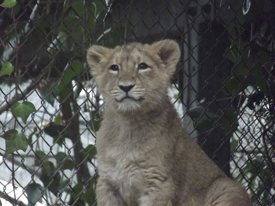 Bristol Zoo