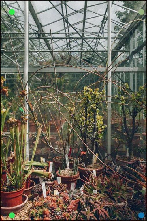 University Of Bristol Botanic Gardens Botanical Gardens Plants