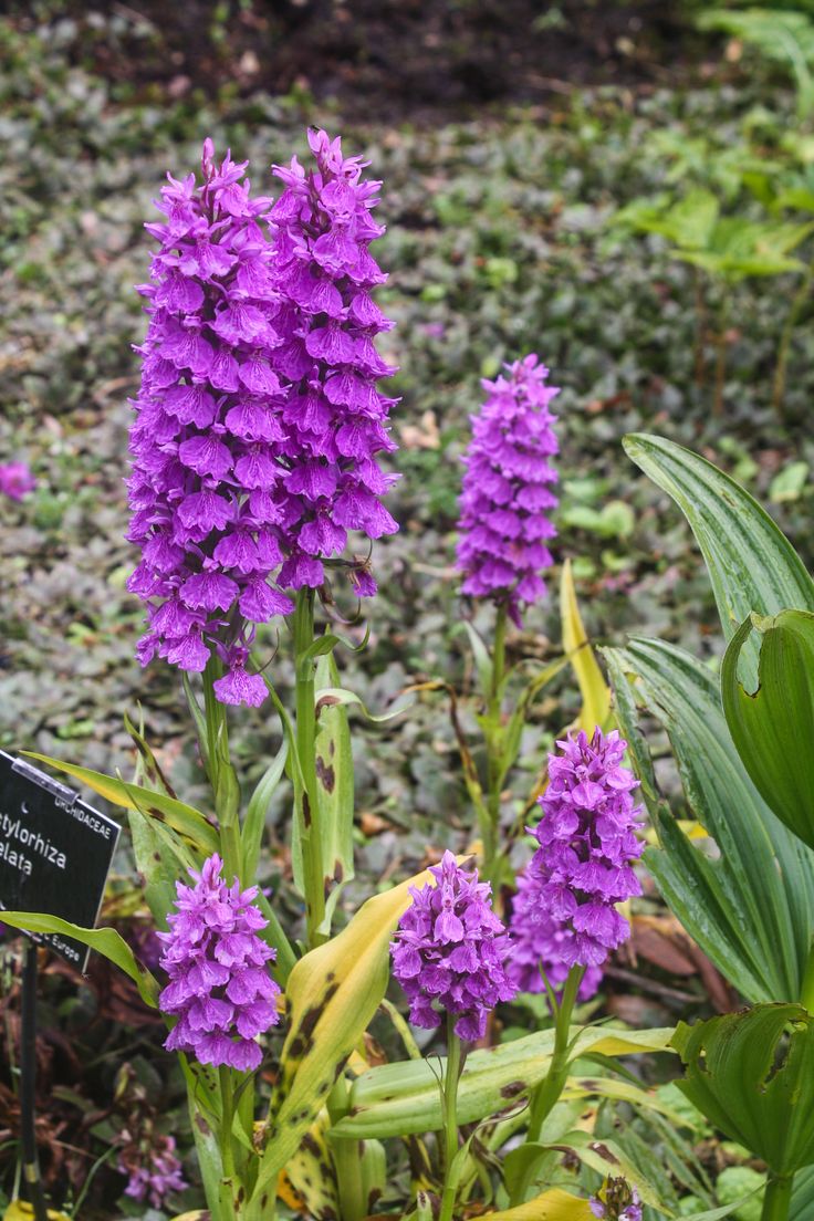 Benmore Botanic Garden