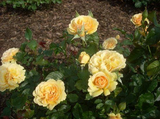 Niagara Falls Garden