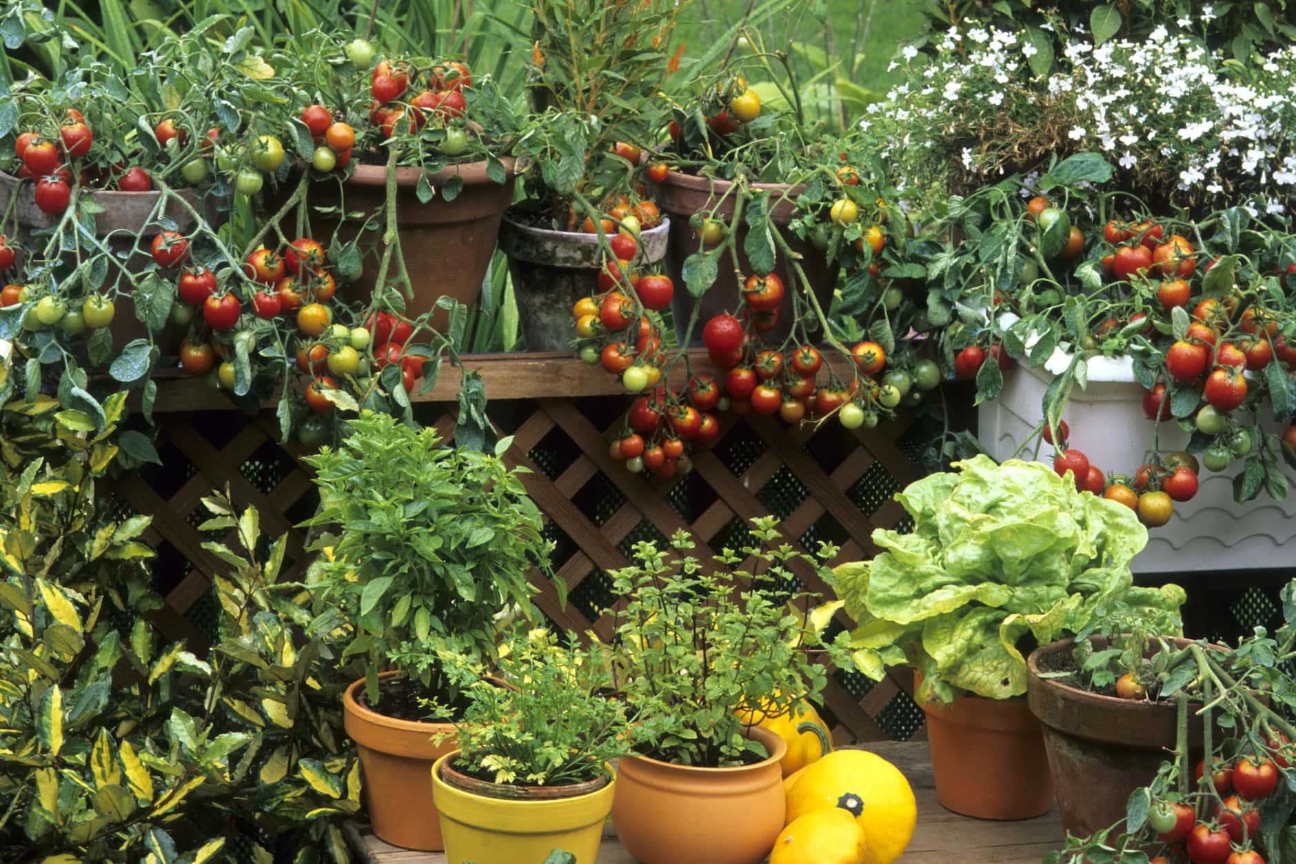 Pretty Edible Landscaping Ideas