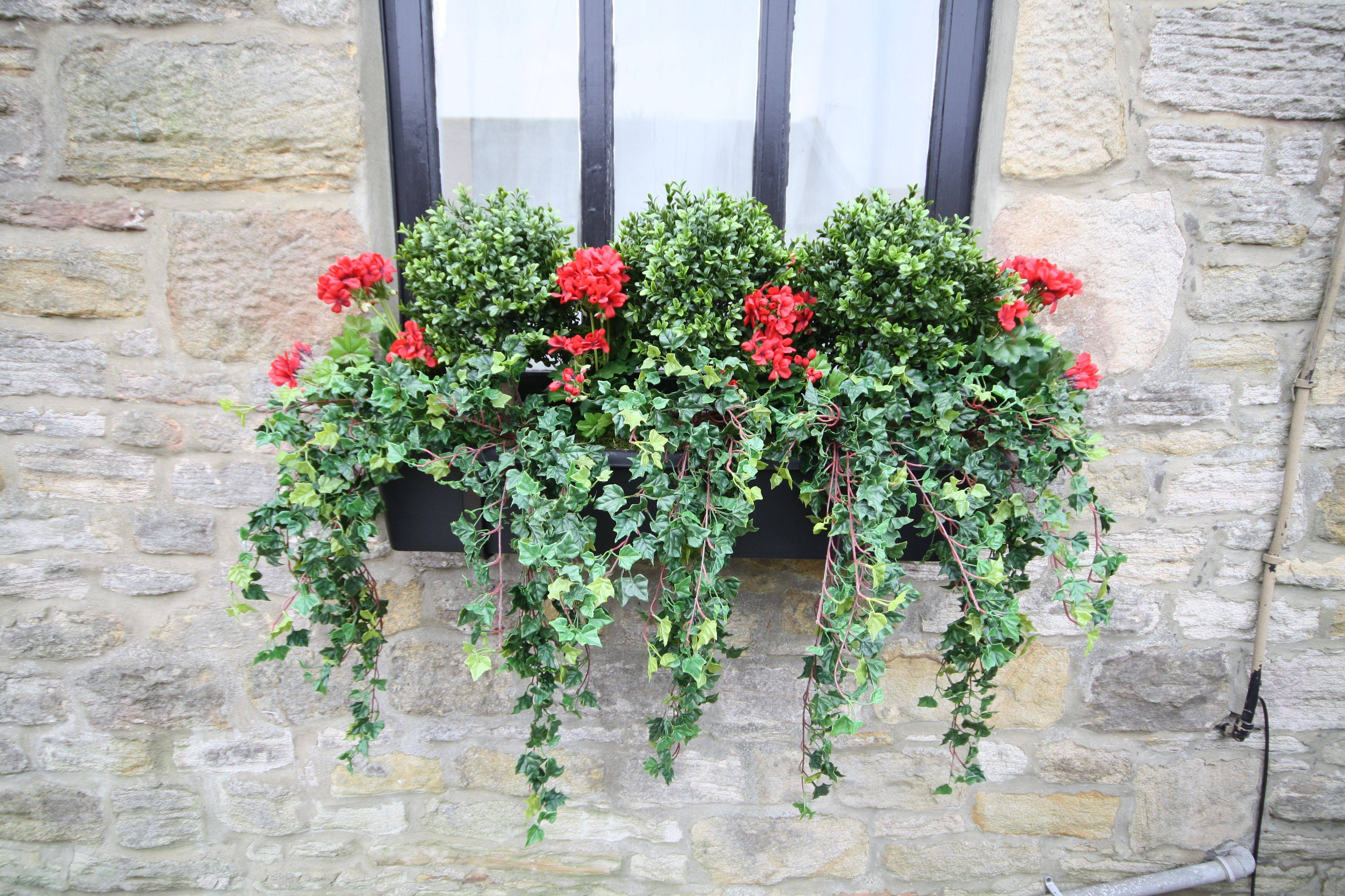 Vinca Vine Flower Pot Garden